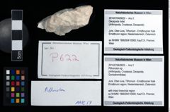 Foto (Objekt + Etikett) von Pithonoton sp.  (NHMW-GEO-2014-0194-0622)